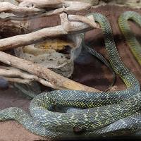 Elaphe carinata (Serpent-ratier chinois caréné, Serpent-ratier royal)