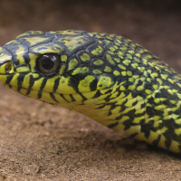 elaphe_carinata2md (Elaphe carinata)