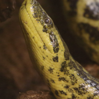 eunectes_notaeus4md (Eunectes notaeus)