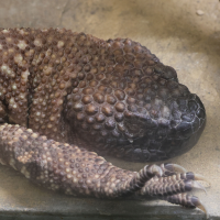 heloderma_horridum2md (Heloderma horridum)