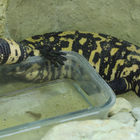 heloderma_suspectum2md (Heloderma suspectum)