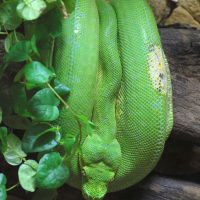 morelia_viridis2md (Morelia viridis)