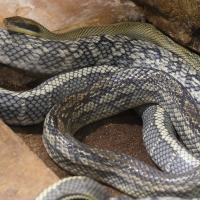 orthriophis_taeniurus2md (Orthriophis taeniurus)