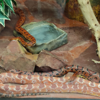 pantherophis_guttatus5bd (Pantherophis guttatus)