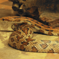 pantherophis_guttatus6bd (Pantherophis guttatus)