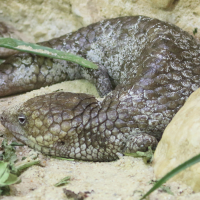 tiliqua_rugosa2md (Tiliqua rugosa)