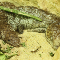 tiliqua_rugosa3bd (Tiliqua rugosa)