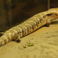 tiliqua_scincoides4bd (Tiliqua scincoides)