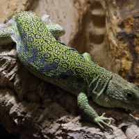 timon_lepidus5md (Timon lepidus)