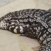 tupinambis_merianae2md (Tupinambis merianae)