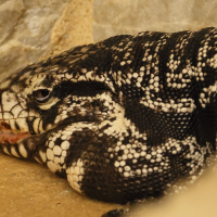 tupinambis_merianae3bd (Tupinambis merianae)