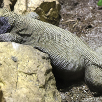 uromastix_acanthinura3md (Uromastyx acanthinura)