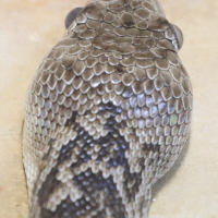 Chilabothrus angulifer (Boa de Cuba)