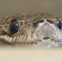 epicrates_angulifer2md (Chilabothrus angulifer)