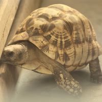 Geochelone platynota (Tortue étoilée de Birmanie)