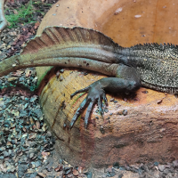 Hydrosaurus celebensis (Agame voilier des Célèbes, Hydrosaure des Célèbes)