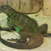 Hydrosaurus weberi (Hydrosaure de Weber)