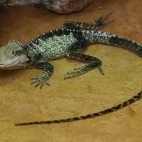 Intellagama lesueurii (Dragon d'eau australien)