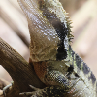 intellagama_lesueurii2md (Intellagama lesueurii)