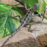Laemanctus serratus (Lézard casqué)