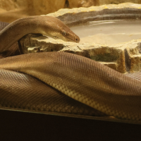 Liasis olivaceus (Python olive)