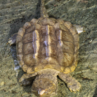 macrochelys_temminckii2md (Macrochelys temminckii)