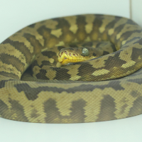 malayopython_timoriensis_juv1bd (Malayopython timoriensis)