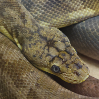 Malayopython timoriensis (Python de Timor)