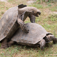 manouria_emys3md (Manouria emys)