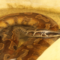 Python brongersmai (Python malais, Python à queue courte)