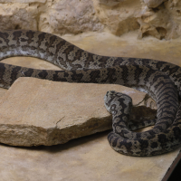 python_regius4md (Python regius)