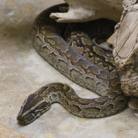 Python sebae (Python de Seba)