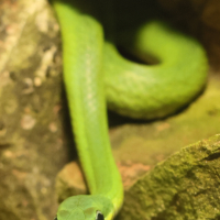 Gonyosoma prasinum (Serpent-ratier vert)