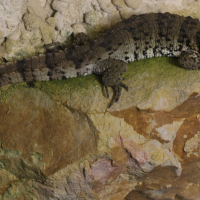 Shinisaurus crocodilurus (Lézard-crocodile de Chine)