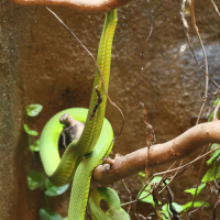 Trimeresurus albolabris (Crotale des bambous, Crotale vert arboricole)