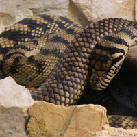 Simalia amethistina (Pyrthon amethyste)