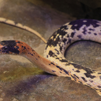 Spalerosophis diadema (Couleuvre à diadème)