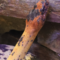 spalerosophis_diadema2md (Spalerosophis diadema)