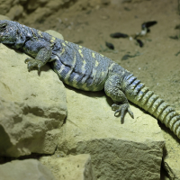 Uromastyx ornata (Fouette-queue)