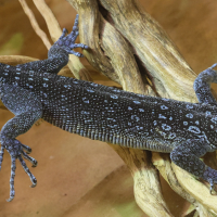 Varanus macraei (Varan de Mac Rae)