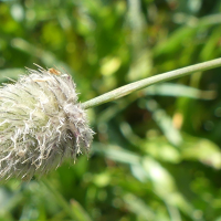 alopecurus_gerardi7mv (Alopecurus gerardii)