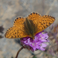 boloria_napaea5mv (Boloria napaea)