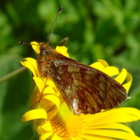 boloria_napaea6mv (Boloria napaea)