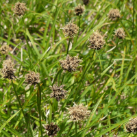 carex_foetida2mv (Carex foetida)