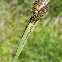 carex_nigra3mv (Carex nigra)