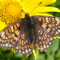 euphydryas_aurinia5mv (Euphydryas aurinia)