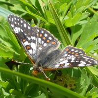 Euphydryas cynthia (Damier de l'alchemille, Damier des alpages)