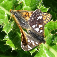 euphydryas_cynthia2mv (Euphydryas cynthia)