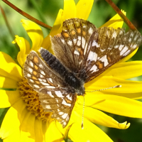 euphydryas_cynthia3mv (Euphydryas cynthia)