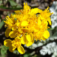 jacobaea_incana9mv (Jacobaea incana ssp. incana)